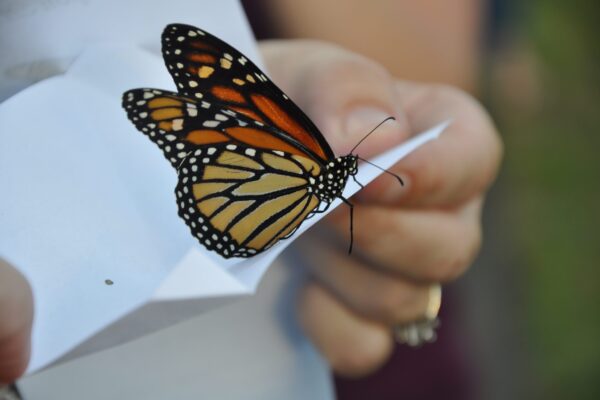 Butterfly Release